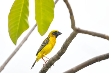 A Yellow bird or Weaver Bird looking something on branch tree. isolated on white background