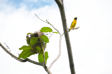 Weaver Bird's Nest at A Branch of the Tree Blurred Cloud Sky Background