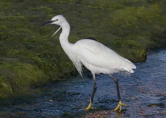 Little Egret a small white heron wades in shallow stream near seaweed covered bank England showing white plumes feathers black legs yellow feet and long bill beak