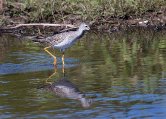 Lesser Yellowlegs wading bird with reflection walks through shallow inlet in Florida wetlands showing white and grey colourings long thin beak bill and yellow legs 