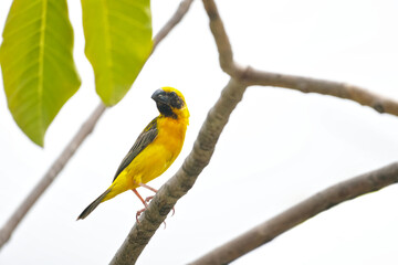A Yellow bird or Weaver Bird on branch tree. isolated on white background