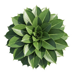 Nature’s Perfect Geometry