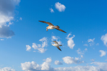 天橋立のカモメ