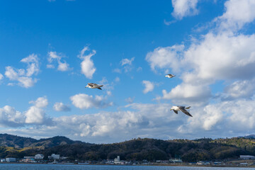 天橋立のカモメ