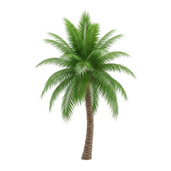 3d palm tree isolated on white