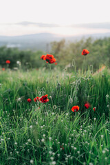 Wild poppies blooming in a meadow at sunset. Soft focus, warm tones, natural spring background perfect for seasonal wallpapers and emotional design visuals