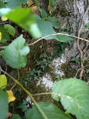 ivy on a tree