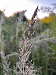 lavender in the field