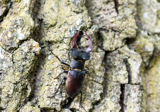 greater stag beetle on a tree