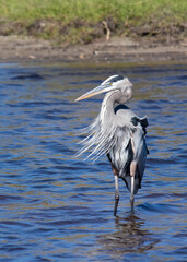 Great Blue Heron Ardea herodias stands in shallow blue lake as wind blows feathers plumes shows long curved neck portrait style