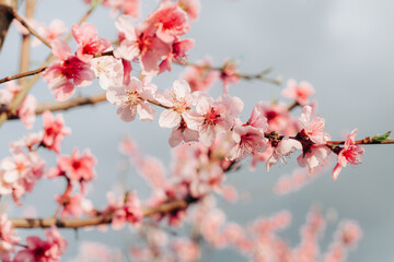 Close-up of blooming almond trees in spring. Delicate pink and white flowers in soft natural light. Ideal for seasonal backgrounds, wallpapers, and floral-themed designs