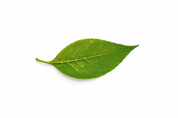 Obraz premium Single Green Leaf Isolated on White Background