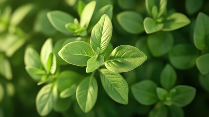 leaves oregano plant