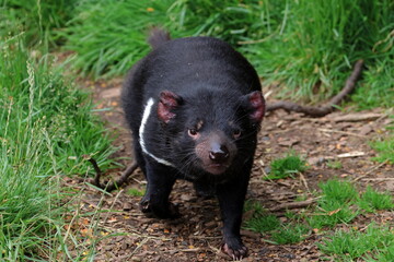 tasmanian devil