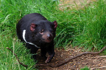 tasmanian devil
