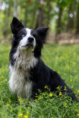 Beautiful Dog Sitting Among Colorful Flowers Outdoors