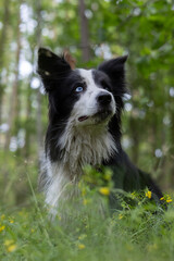 Beautiful Dog Sitting Among Colorful Flowers Outdoors
