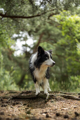 Border Collie Striking a Wolf-Like Pose in Nature