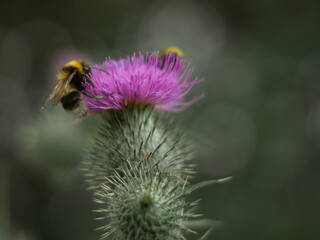 A close-up shot capturing two bumblebees busily pollinating a vibrant purple thistle flower. The intricate details of the bees and the thorny plant are clearly visible.