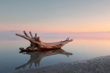 tree on the beach, sunset sky