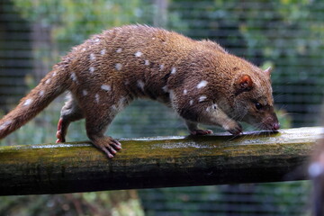 spotted quoll