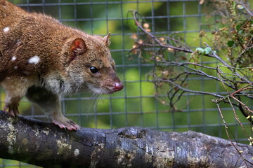 spotted quoll