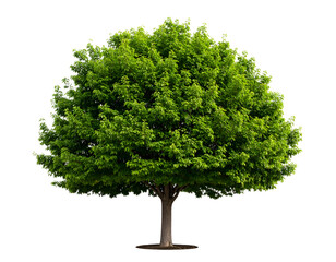 A magnificent green tree with a dense canopy of leaves offers a refreshing symbol of natural beauty.