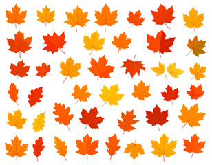 Obraz premium Colorful Autumn Leaf Collection