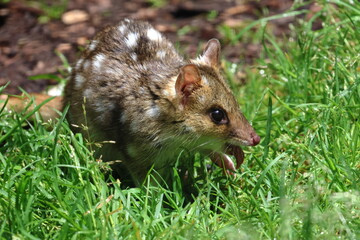 eastern quoll