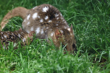 eastern quoll