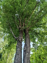 Trees in the forest summer

