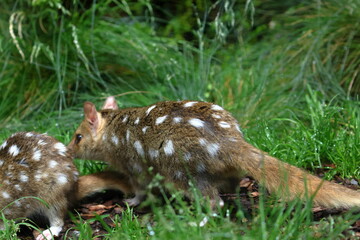 eastern quoll