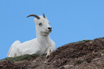 Alaskan white Dall Sheep ewe with curved horns rests on ledge against cloudless blue sky American...