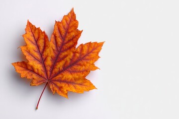 Autumn Leaf Orange Red Isolated
