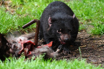 tasmanian devil