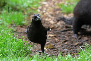 black currawong