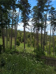 trees in the forest