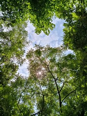 trees in the forest