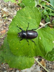 bug on a leaf