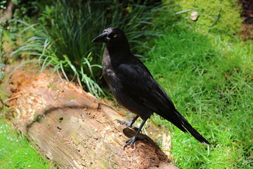 black currawong