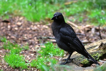 black currawong