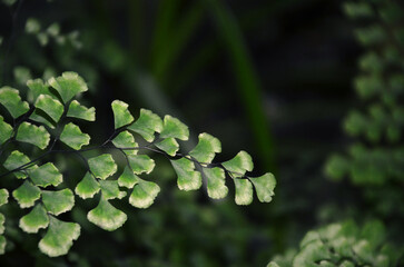 Maidenhair fern branch with tiny leaves against dark background. Gardening ,growing house plants...