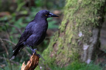 black currawong