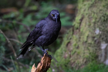 black currawong