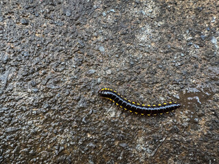 A black millipede with distinctive yellow spots crawls across a rough, wet concrete or asphalt surface, showcasing nature's details.