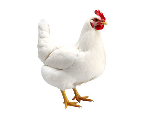 A pristine white hen stands gracefully, showcasing its vibrant red comb and wattles.