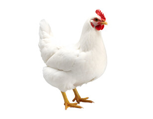 Fototapeta premium A pristine white chicken stands gracefully, showcasing its beautiful feathers and vibrant comb.