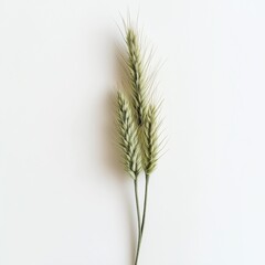 Fototapeta premium Natural wheat decor concepts, Minimal wheat spikes on white background, wheat spikes on white background, wheat spikes on white background