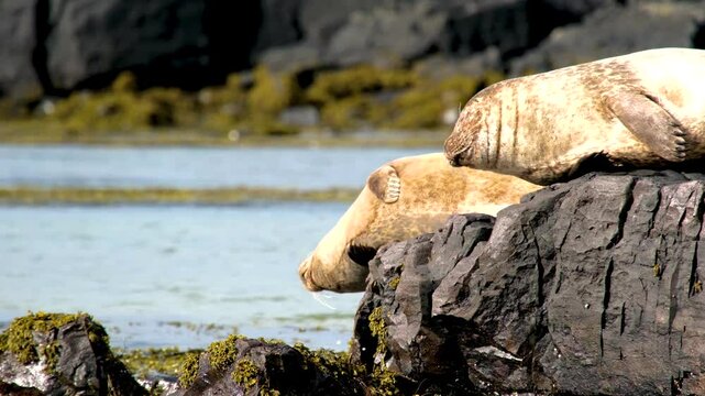 two seal Phoca vitulina, resting on a rock in the ocean, Ytri Tunga Beach, Snaefellsnes Peninsula, West Iceland, Iceland