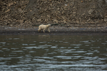 Male Polar bear3